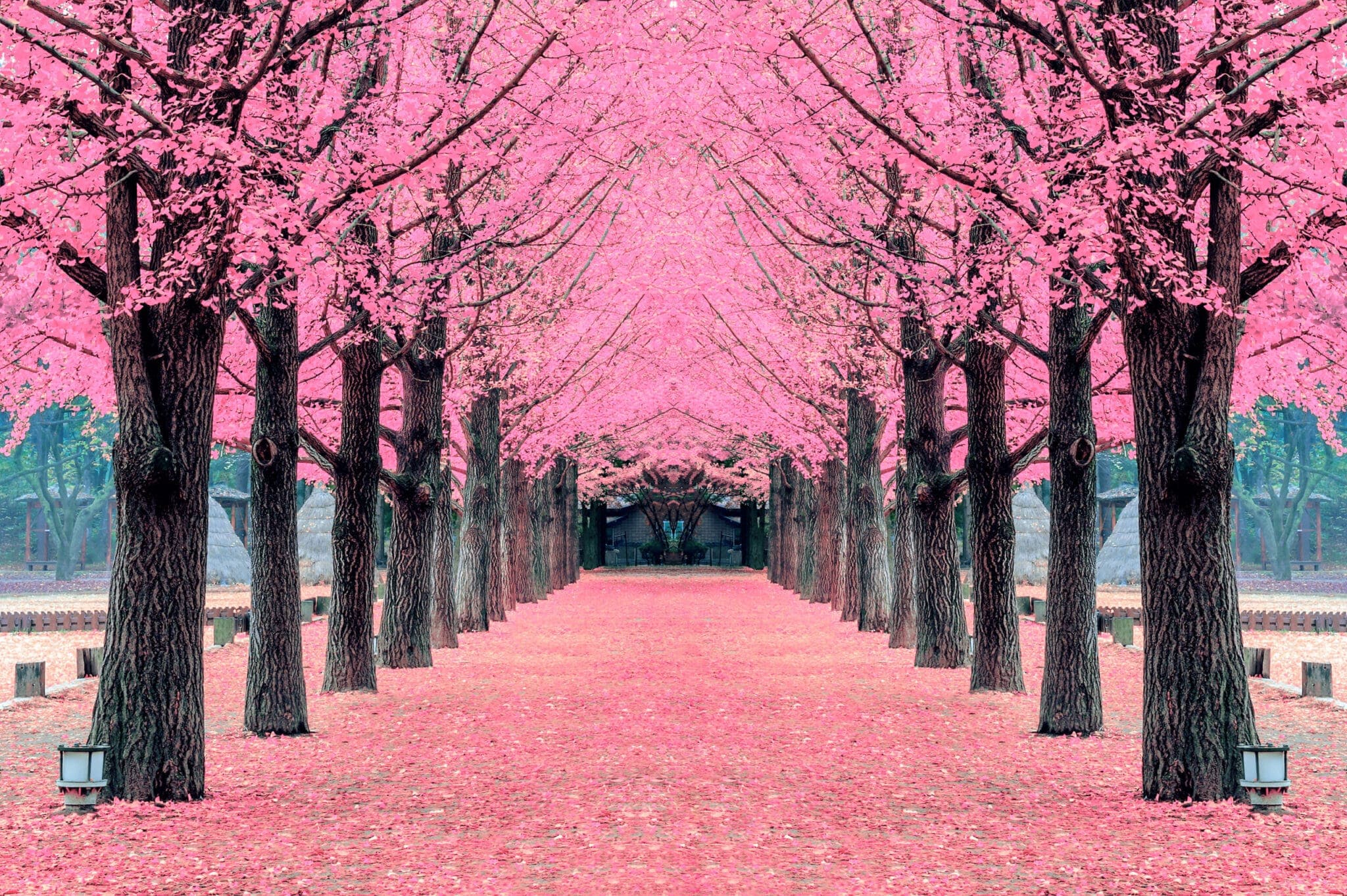 Korea Special Cherry Blossom